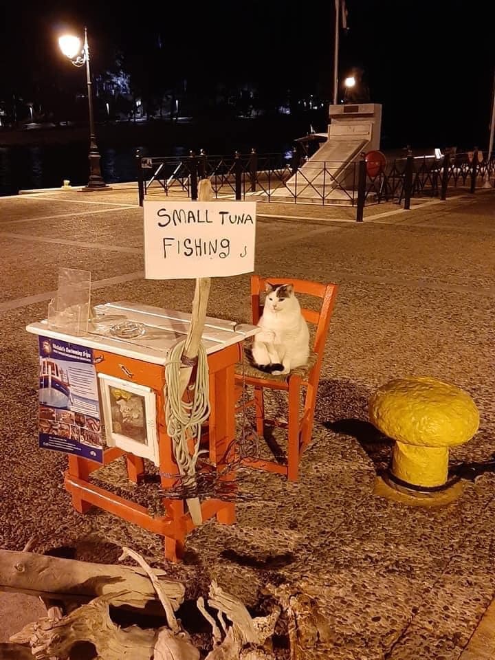 Cats on Skiathos Island