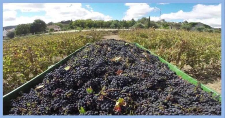 10 Reasons Why You Have to Visit Palmela