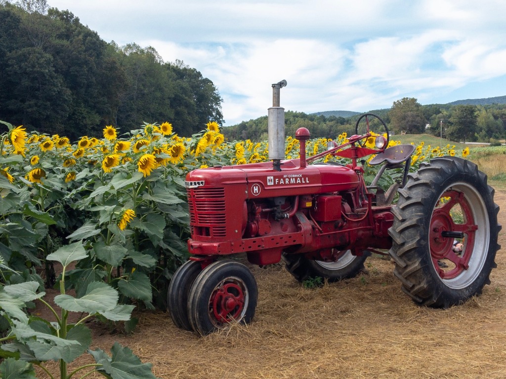 Fausett Farms Sunflowers