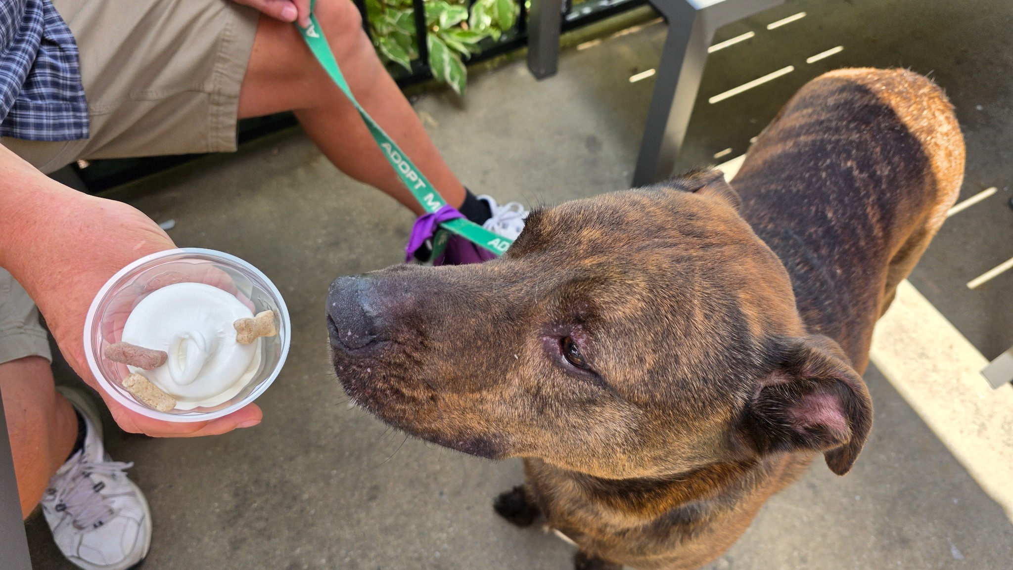 An Open Letter To Lincoln's Furrever Family: