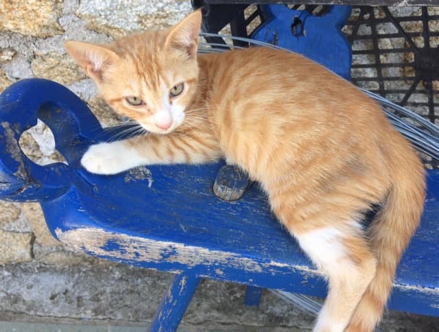Cats on Skiathos Island