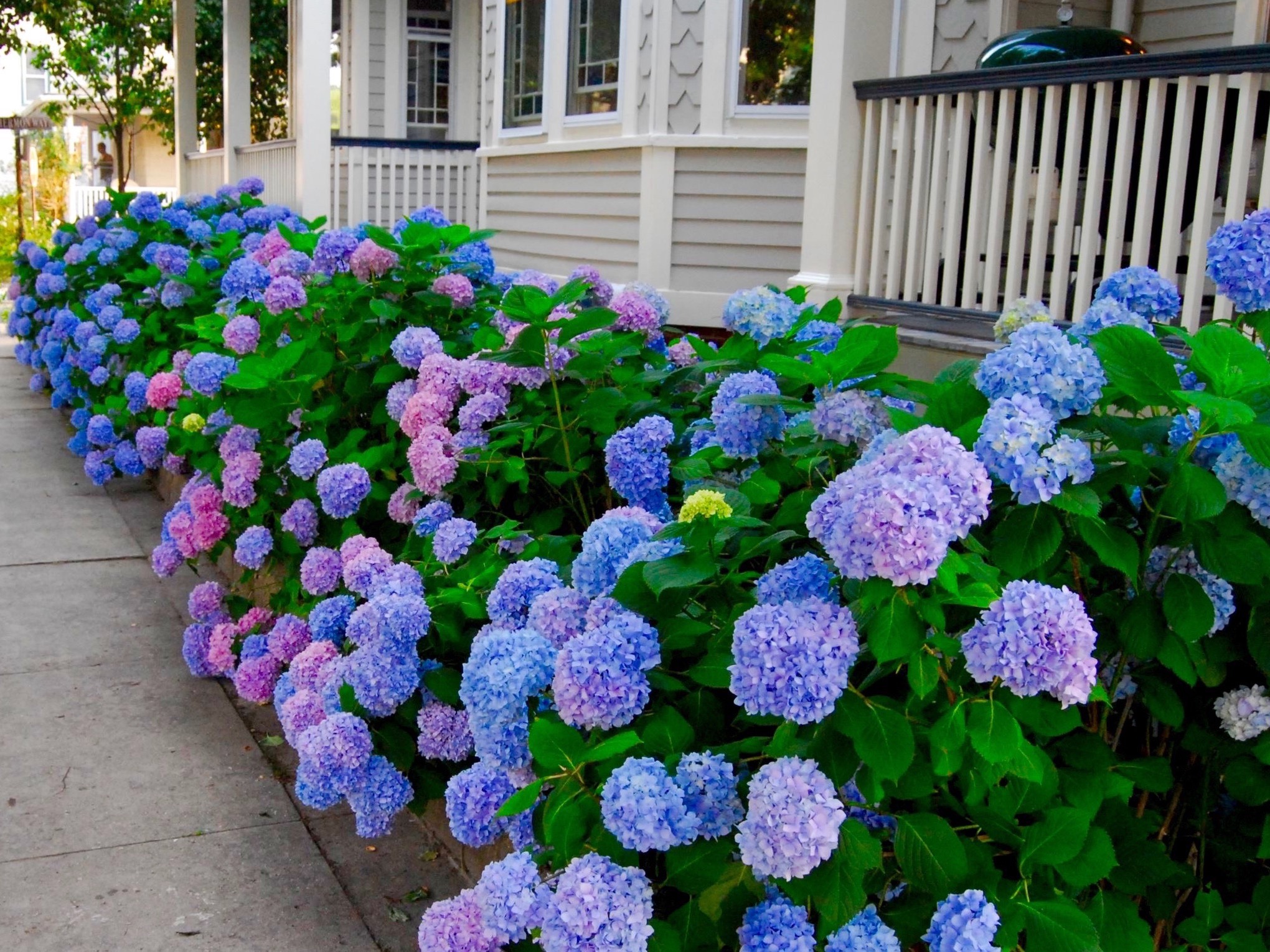 Special Offers from Chadwick Cottage Vacation Rental Home in Ocean Grove, NJ, USA