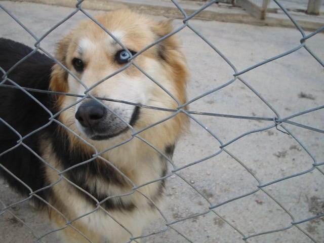 Dog-Walking on Skiathos Island