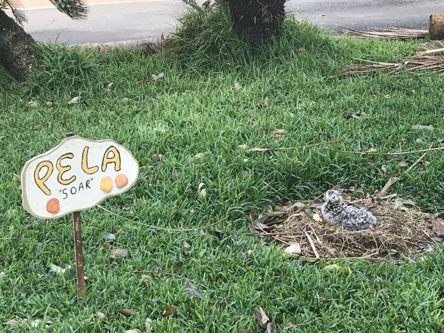 Introducing Pela – A Laysan Albatross on Kauai – Hawaii