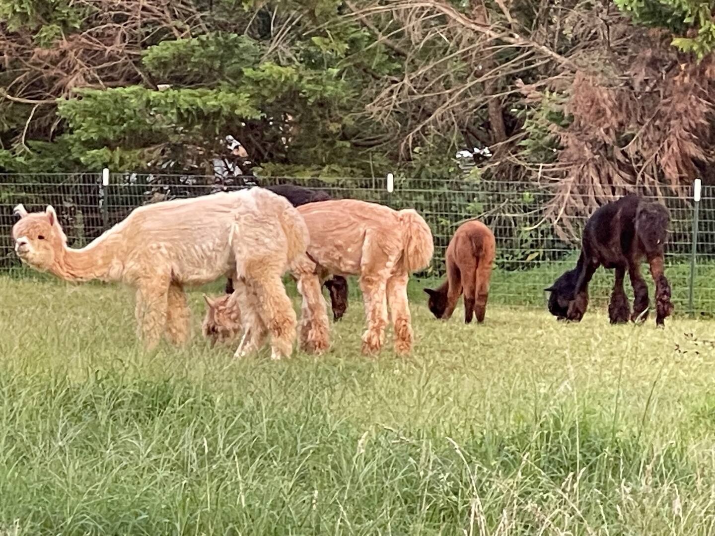 Oasis at Charity’s Hope Farm Resort: A Farm Stay Made for Memories