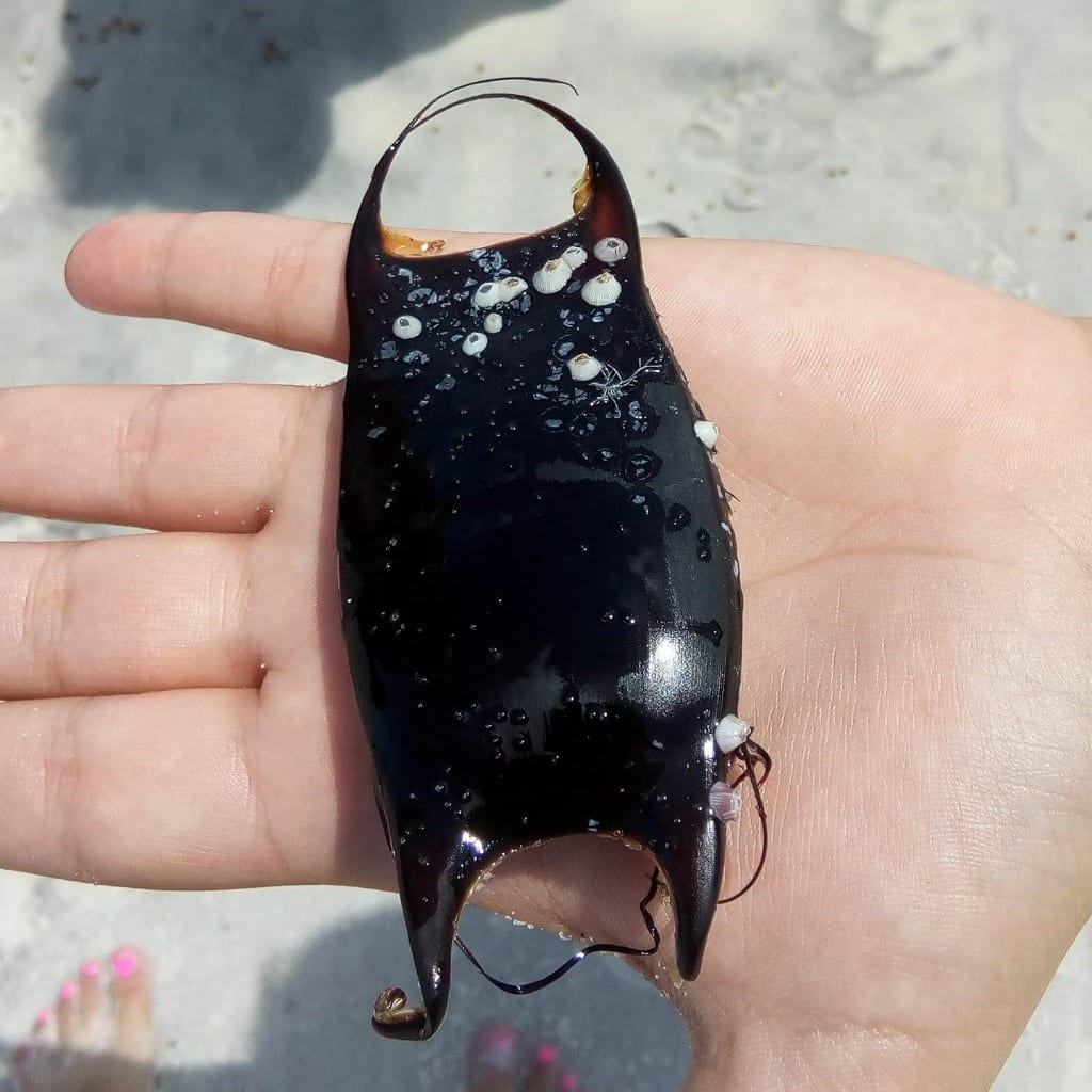 Mermaid Purse