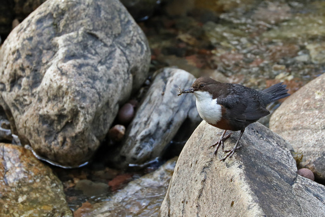 Birds of the Brecon Beacons