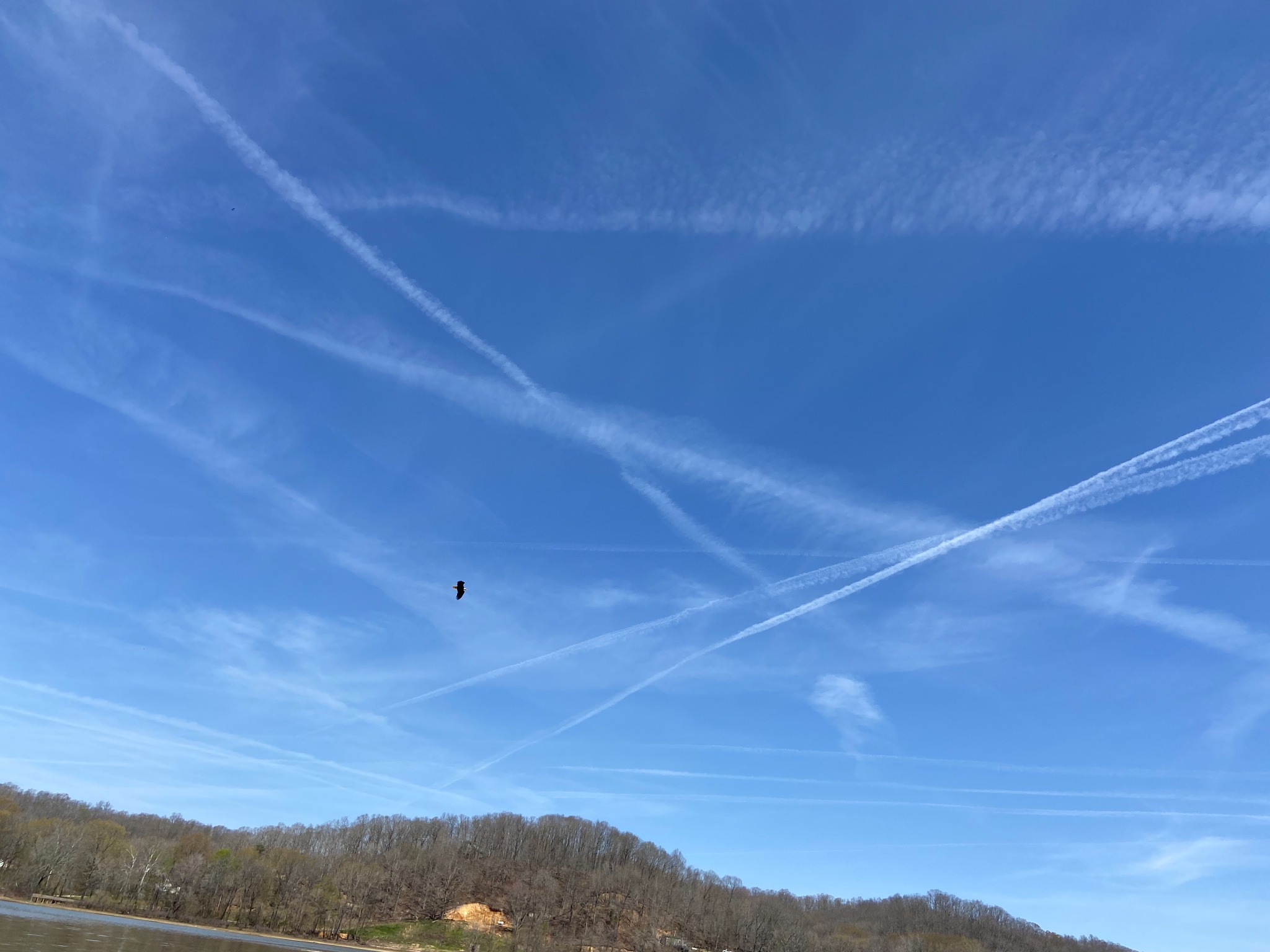 Watch Bald Eagles @ Kentucky Lake