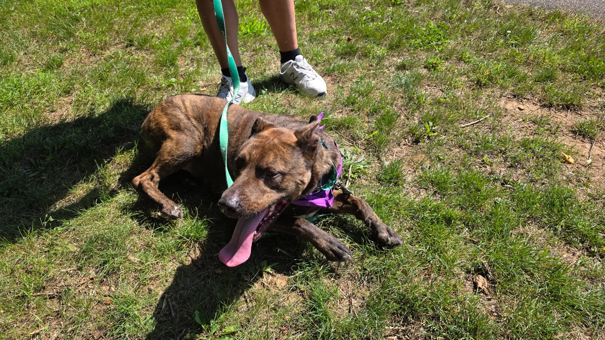 An Open Letter To Lincoln's Furrever Family: