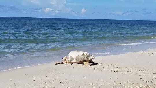 St. George Island Public Beach