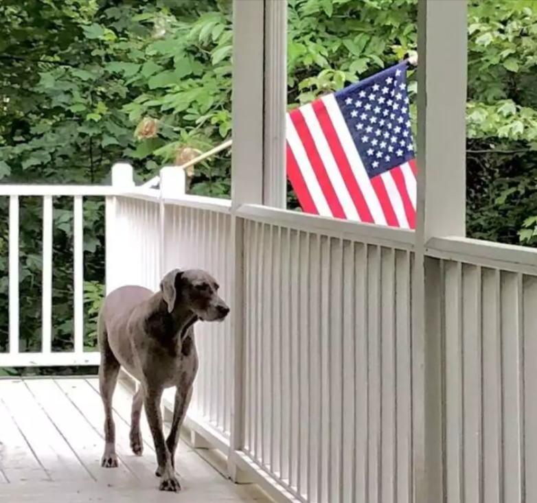 Traveling With Pets: Pet-friendly Rentals for Furry Companions