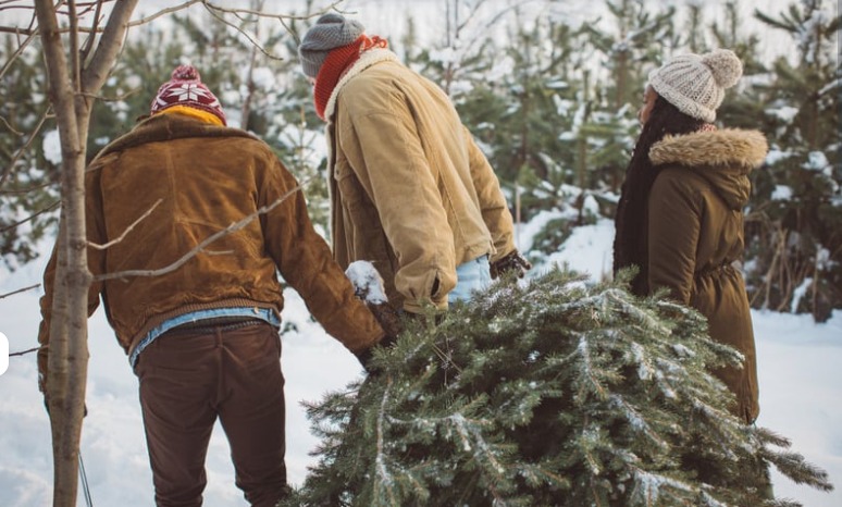 Find Your Perfect Christmas Tree in the North Carolina High Country