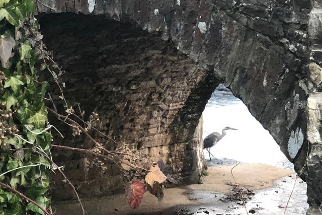 Birds of the Brecon Beacons