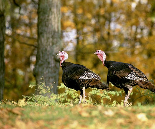 Waccamaw National Wildlife Refuge