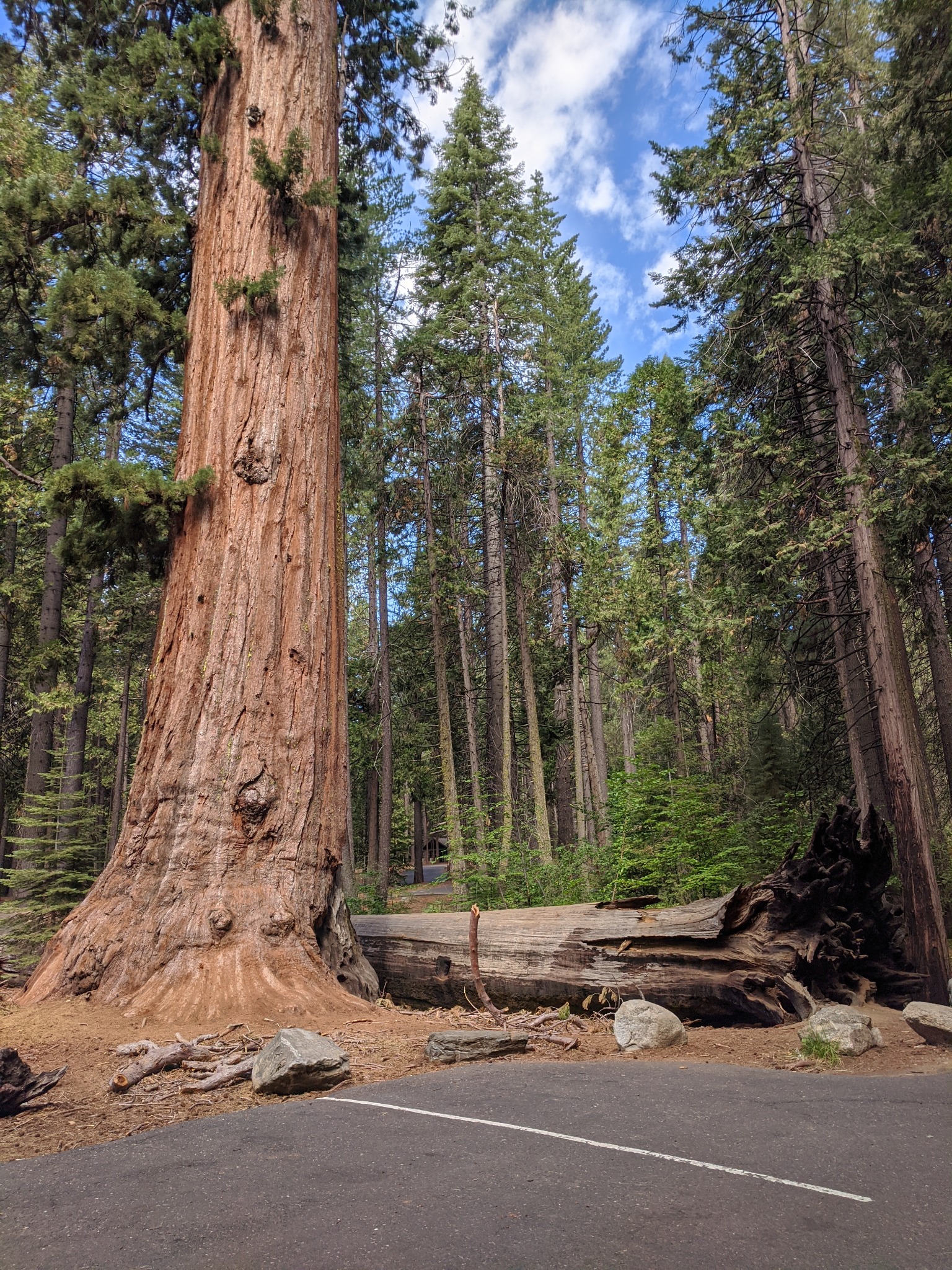 Few visitors know that Calaveras Big Trees State Park can be accessed from Upper Moran Road in the Blue Lake Springs neighborhood of Arnold,