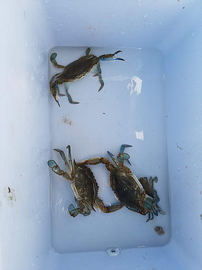 Folly Beach Weather & Average Temperatures