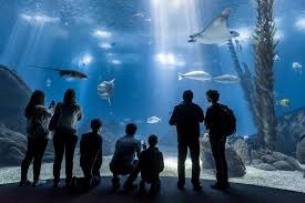 Lisbon Oceanarium elected as Best in the World by Tripadvisor
