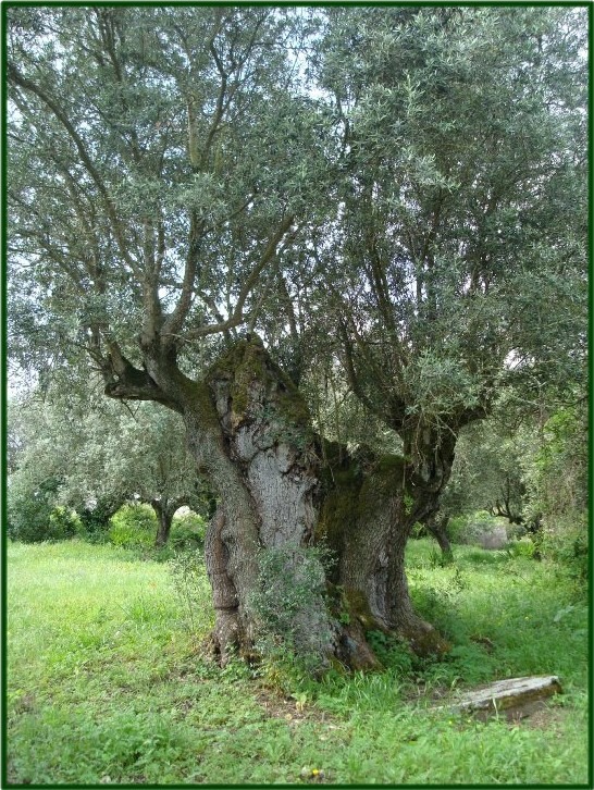 Things to see & do in Azeitao