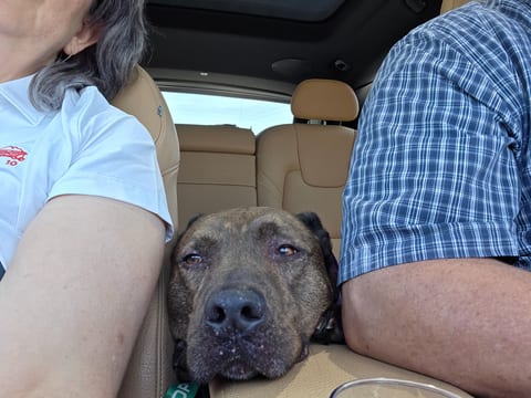 An Open Letter To Lincoln's Furrever Family: