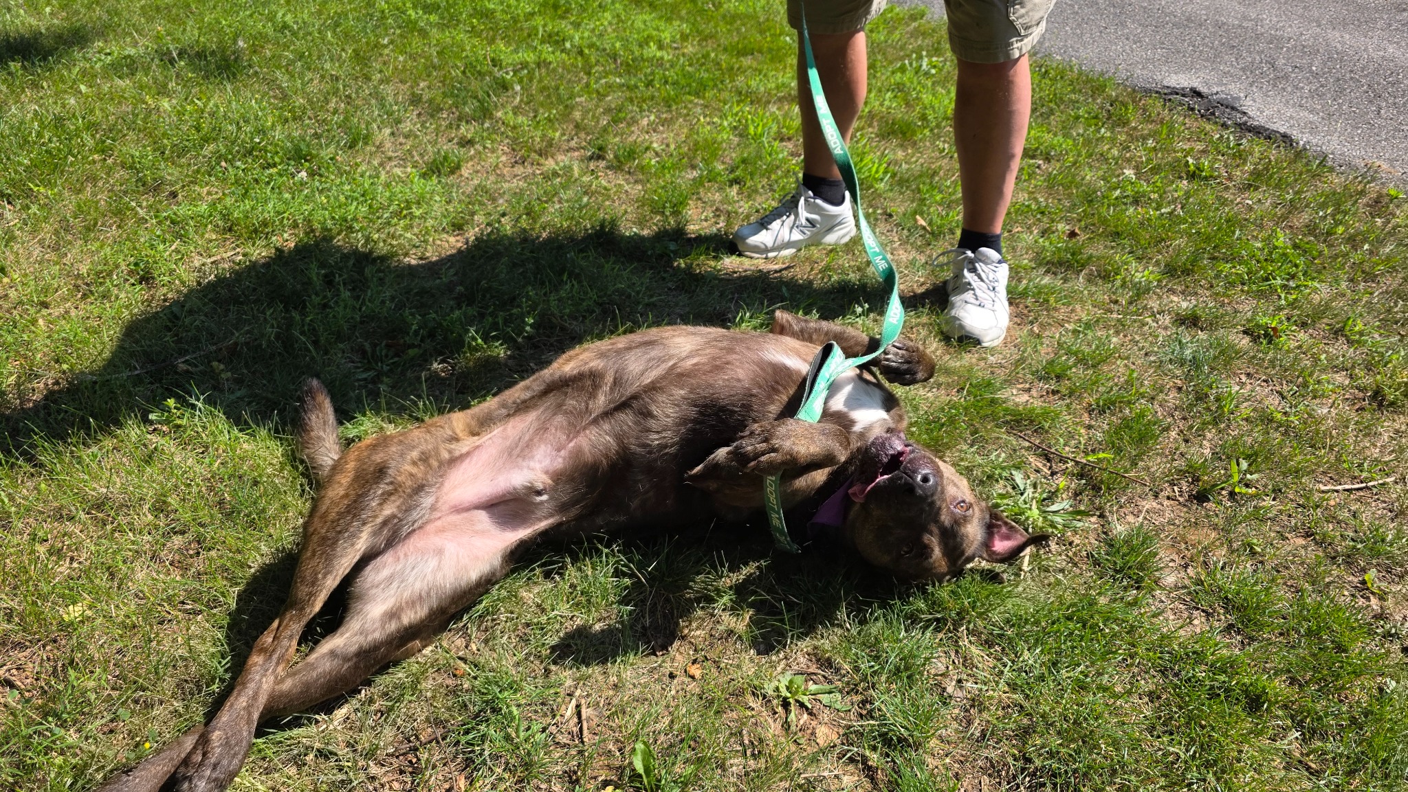 An Open Letter To Lincoln's Furrever Family: