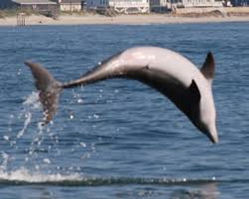 Charters Rental and Tours