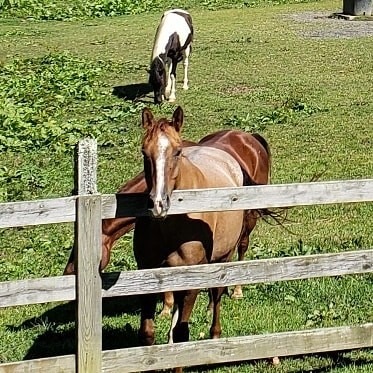 Labor Day Wknd Guest Photos