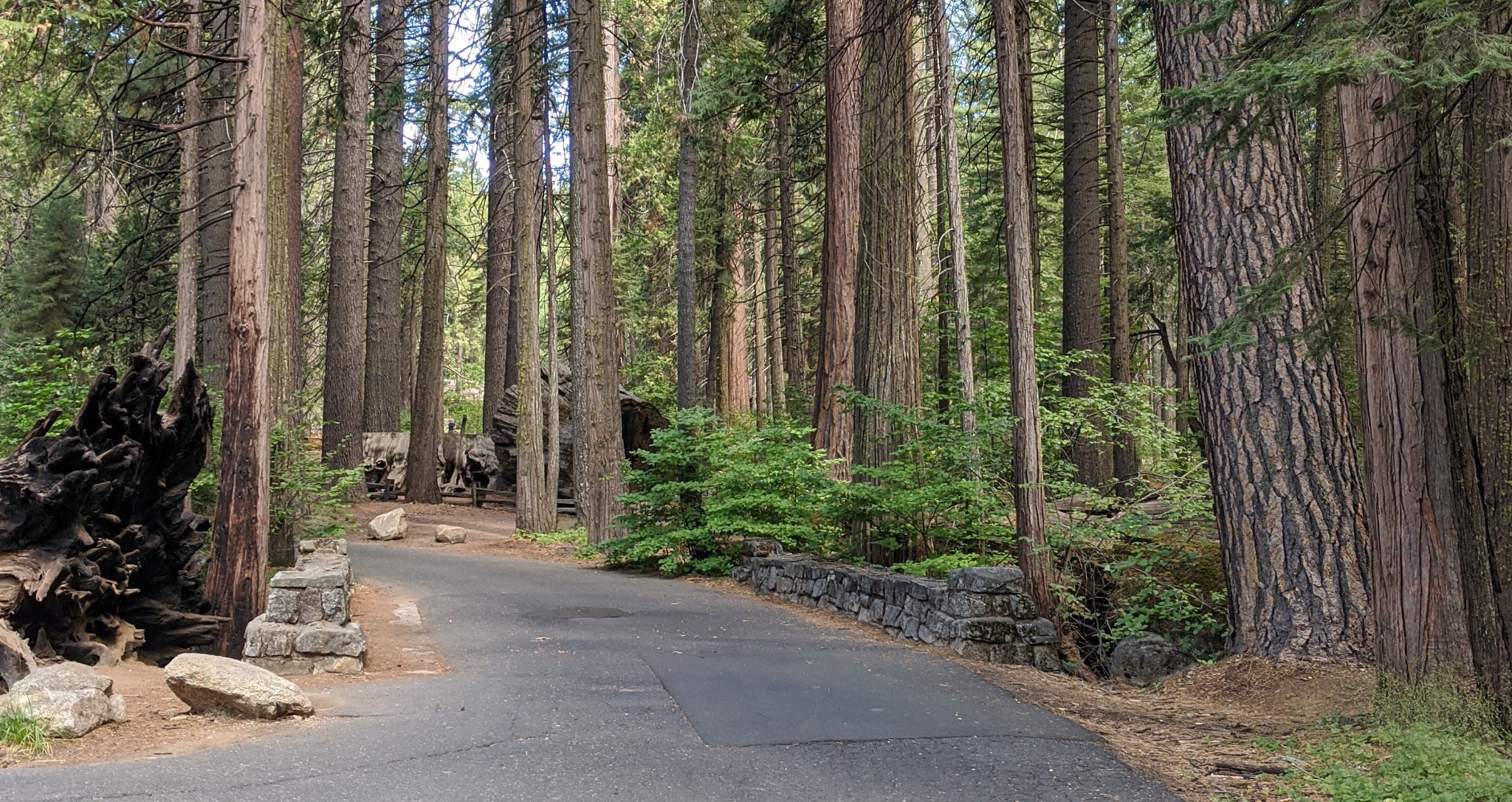 Few visitors know that Calaveras Big Trees State Park can be accessed from Upper Moran Road in the Blue Lake Springs neighborhood of Arnold,