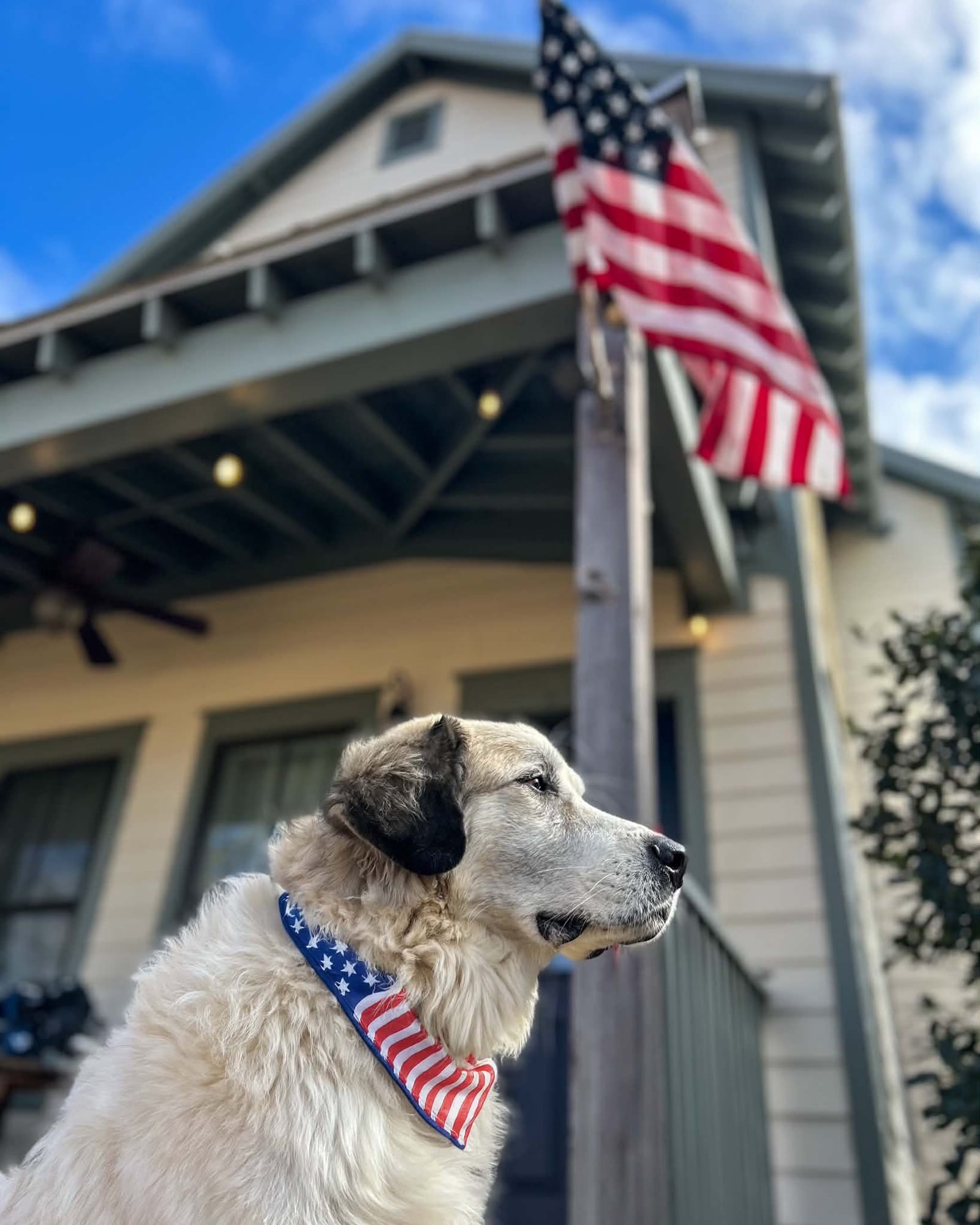 Pet-friendly Air BNBs in Carlton Landing