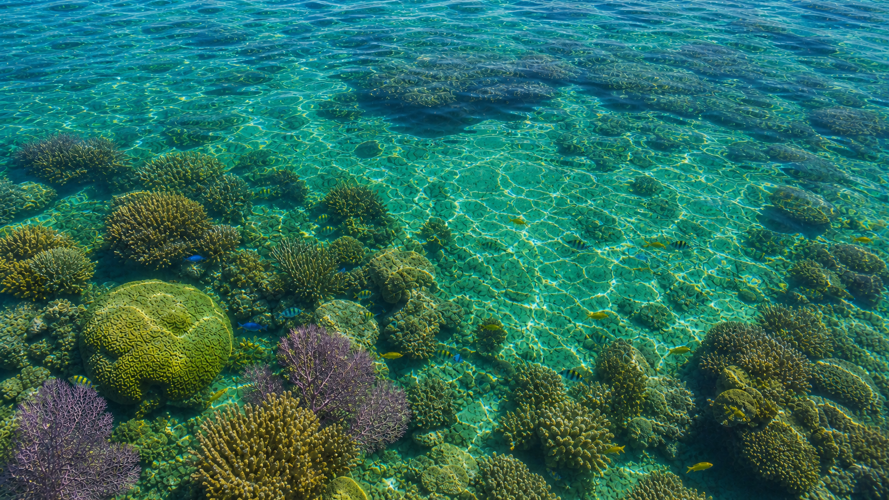 Crystal-clear Florida Keys coral reef with brain coral, sea fans, and tropical fish in turquoise water representing the primary activity driver for Keys vacation rentals
