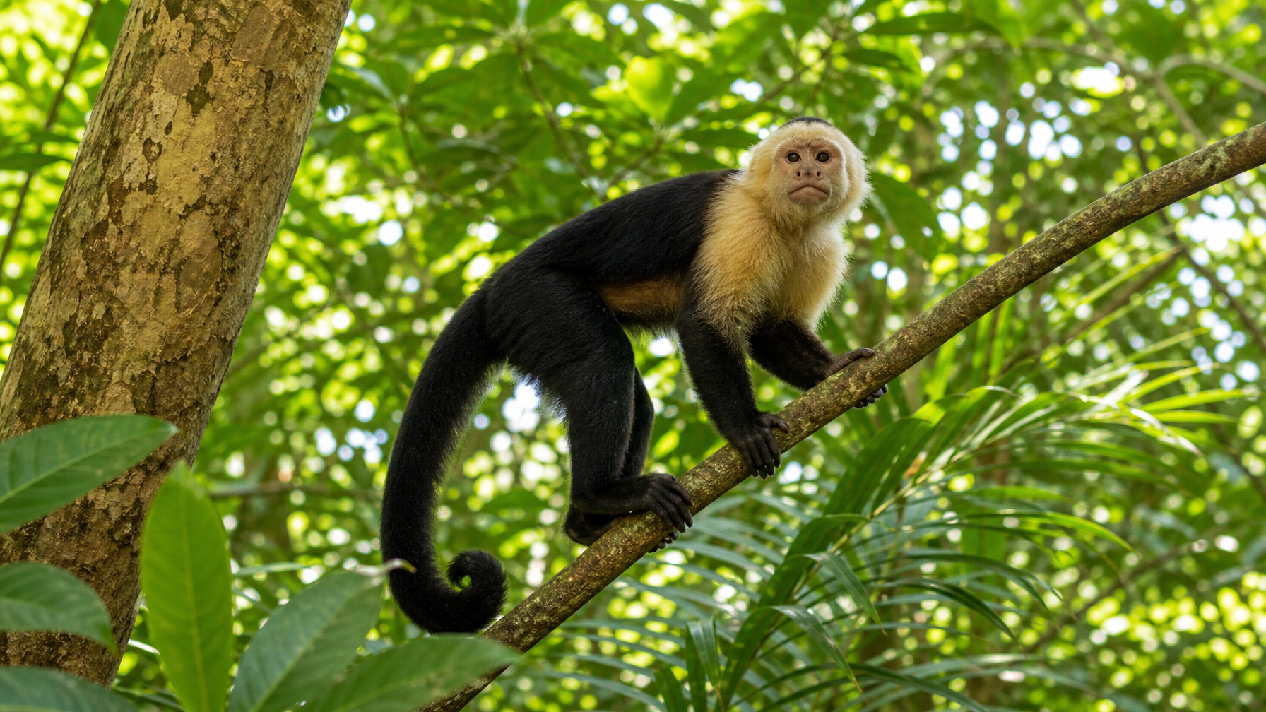 Wildlife near Manuel Antonio