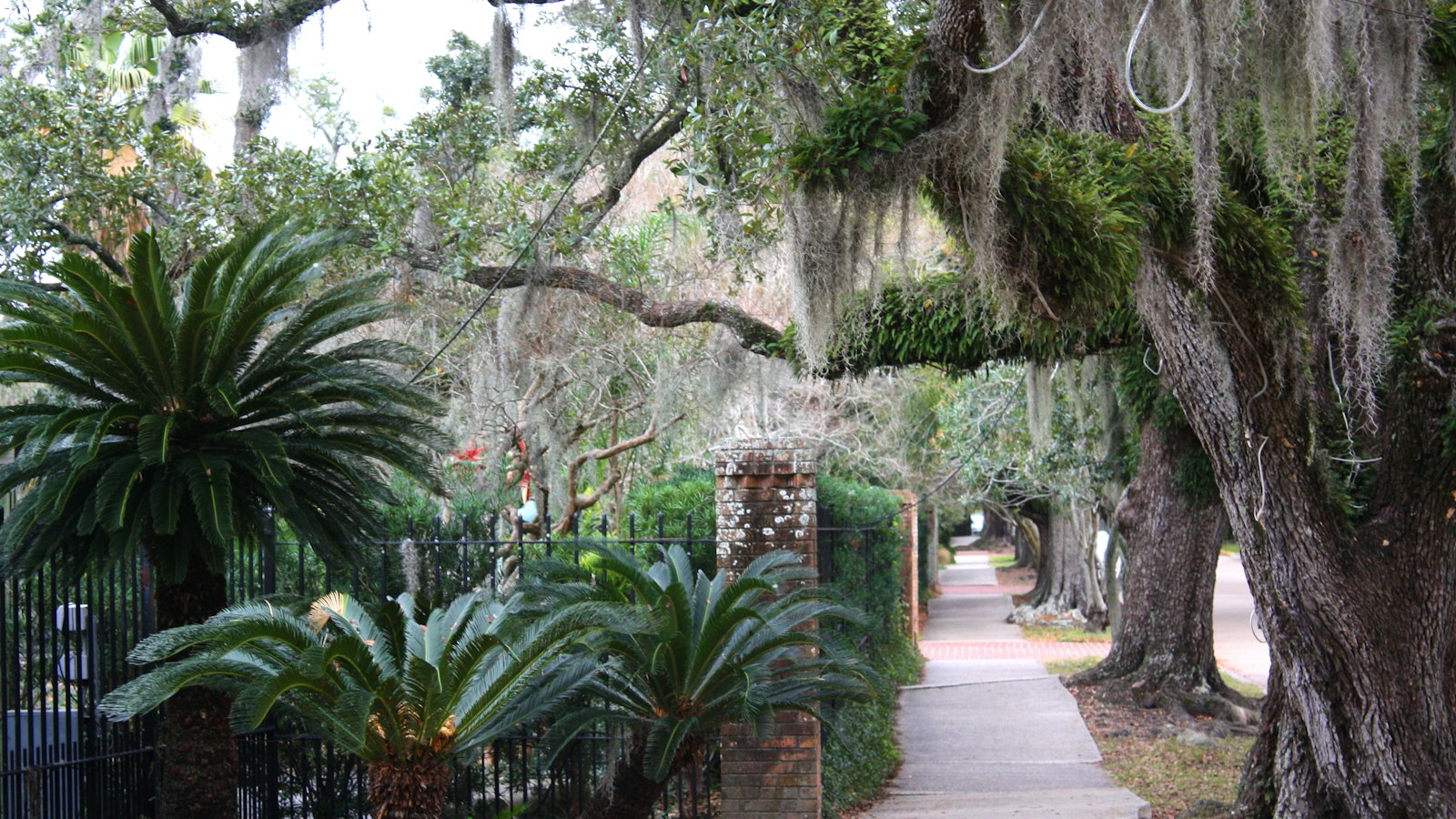 Sidewalk lined with live oaks draped in Spanish moss in a New Orleans park