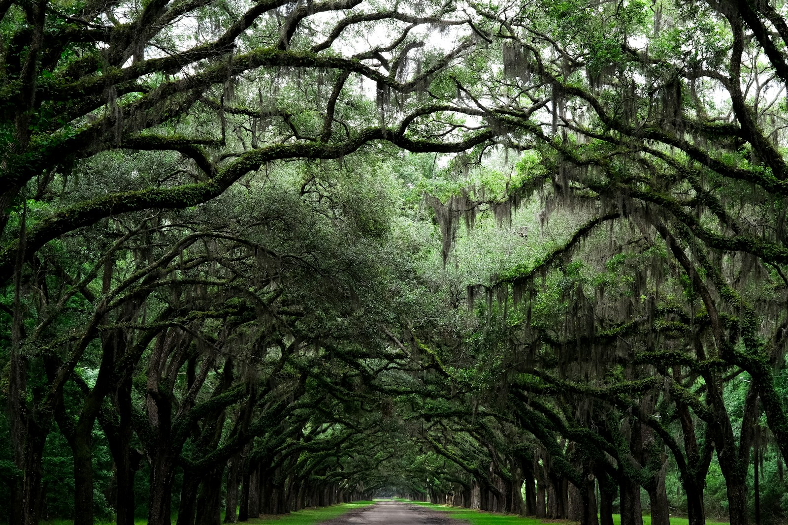 Dense live oaks lining the road at Wormsloe Historic Site near Isle of Hope