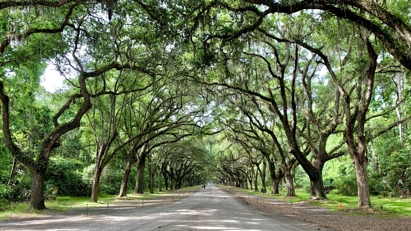 Road lined with live oaks under a bright sky in Savannah