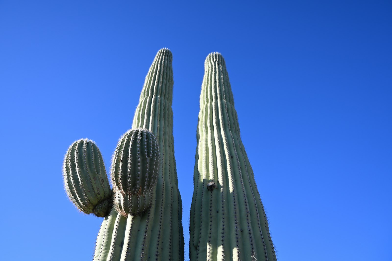 Two tall saguaro cacti against a clear blue sky in the Tucson desert