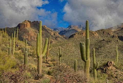 Best Tucson Vacation Rentals for Winter 2026-27 and the Gem Show