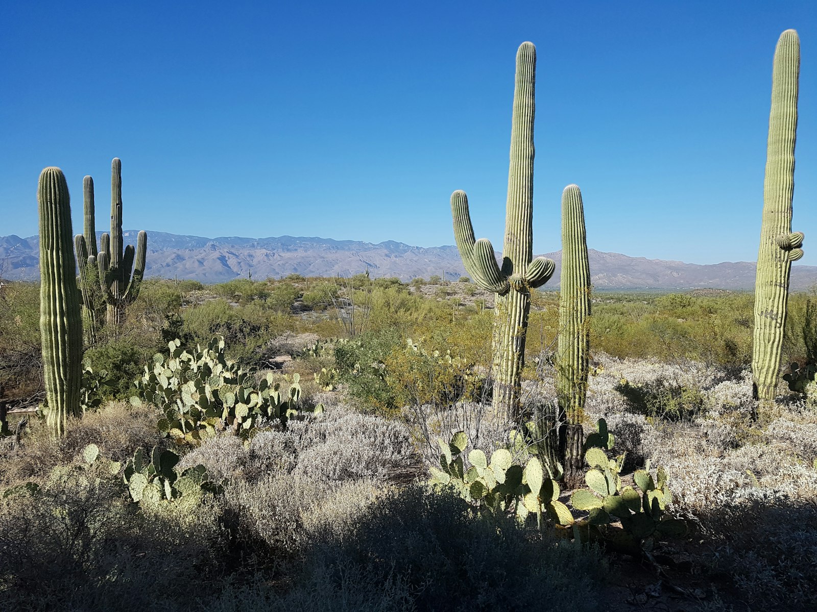 Sonoran Desert landscape with large saguaro cacti near Tucson