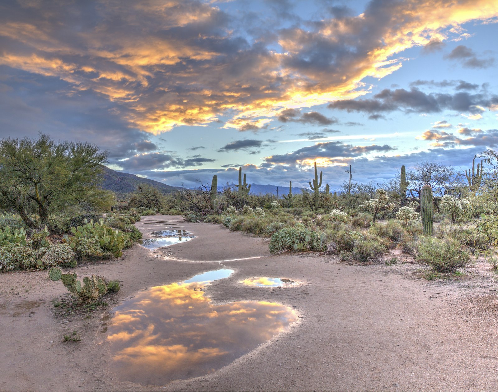 Desert sunrise at Sabino Canyon with saguaros in the Catalina Foothills