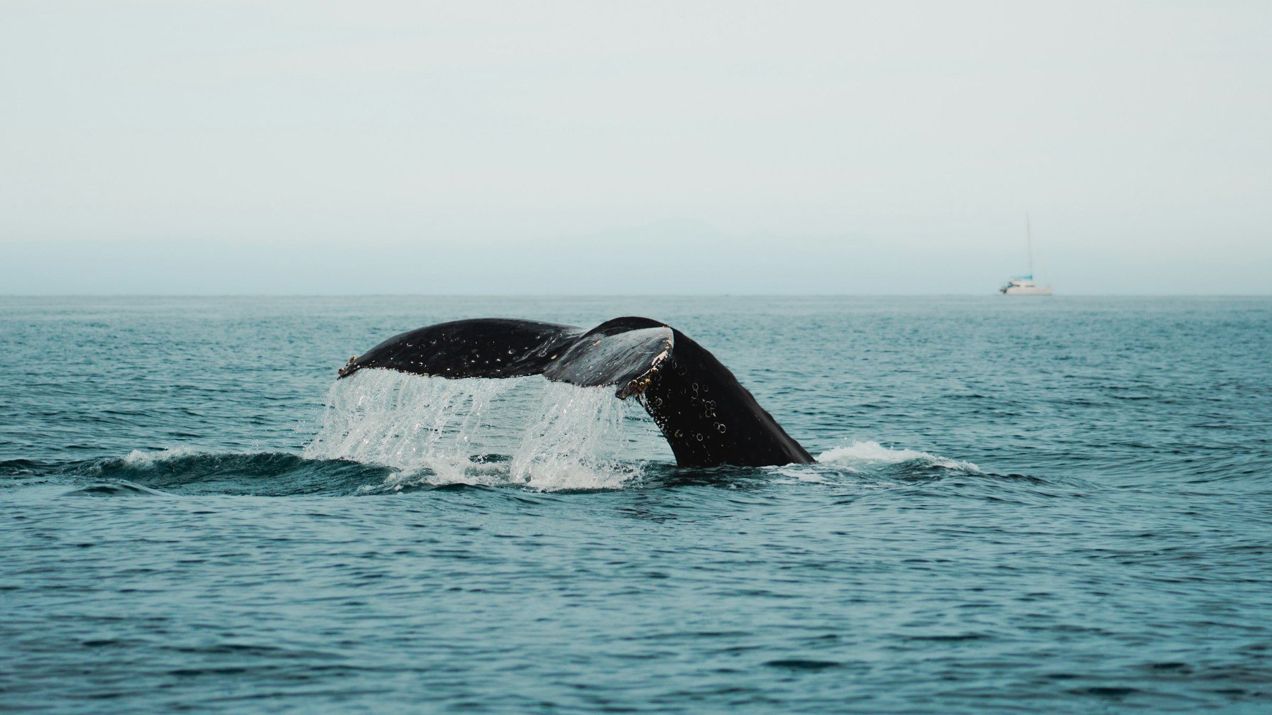 A humpback whale tail raised above deep blue open water