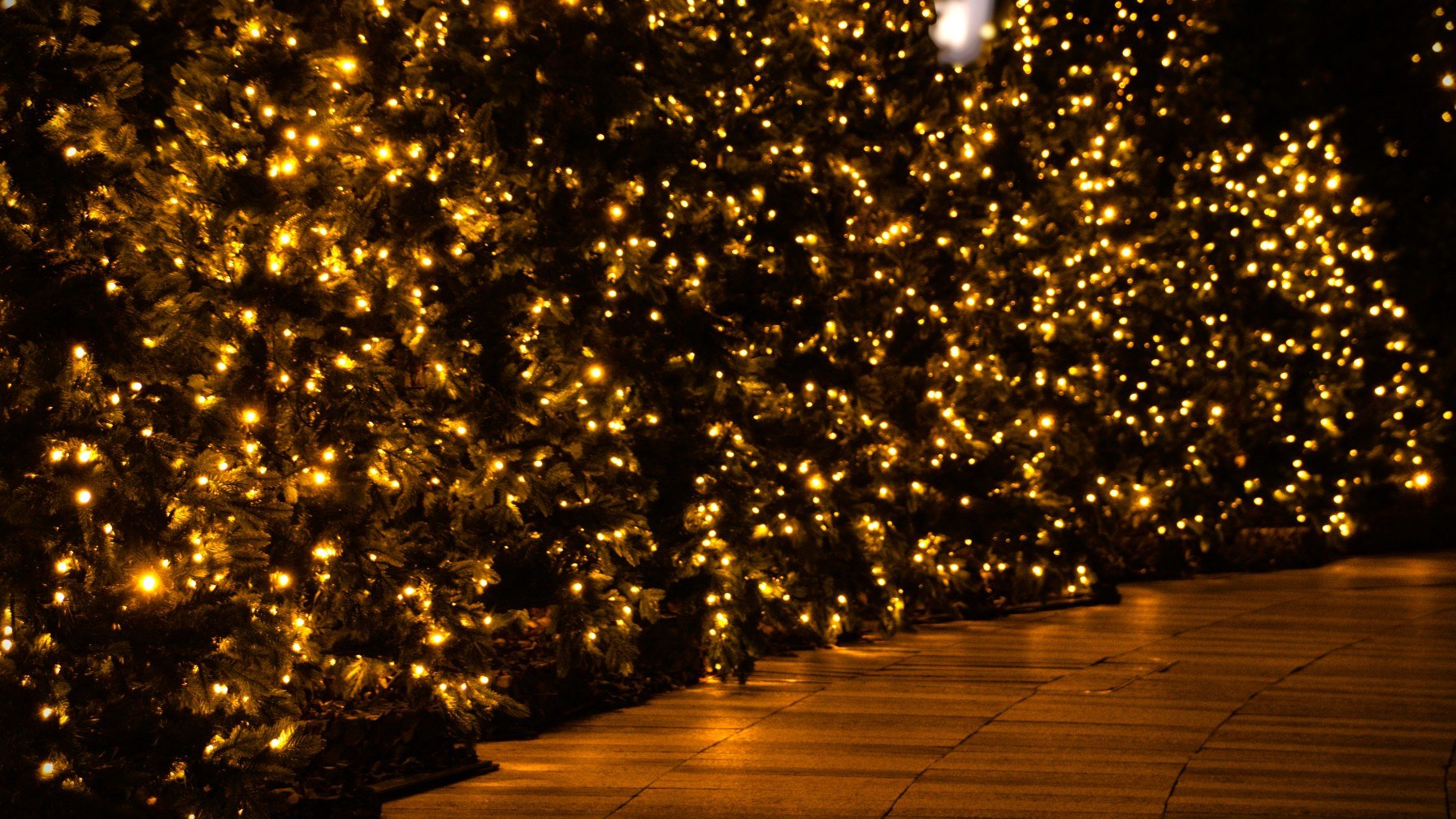 A walkway lined with trees covered in warm golden lights at night