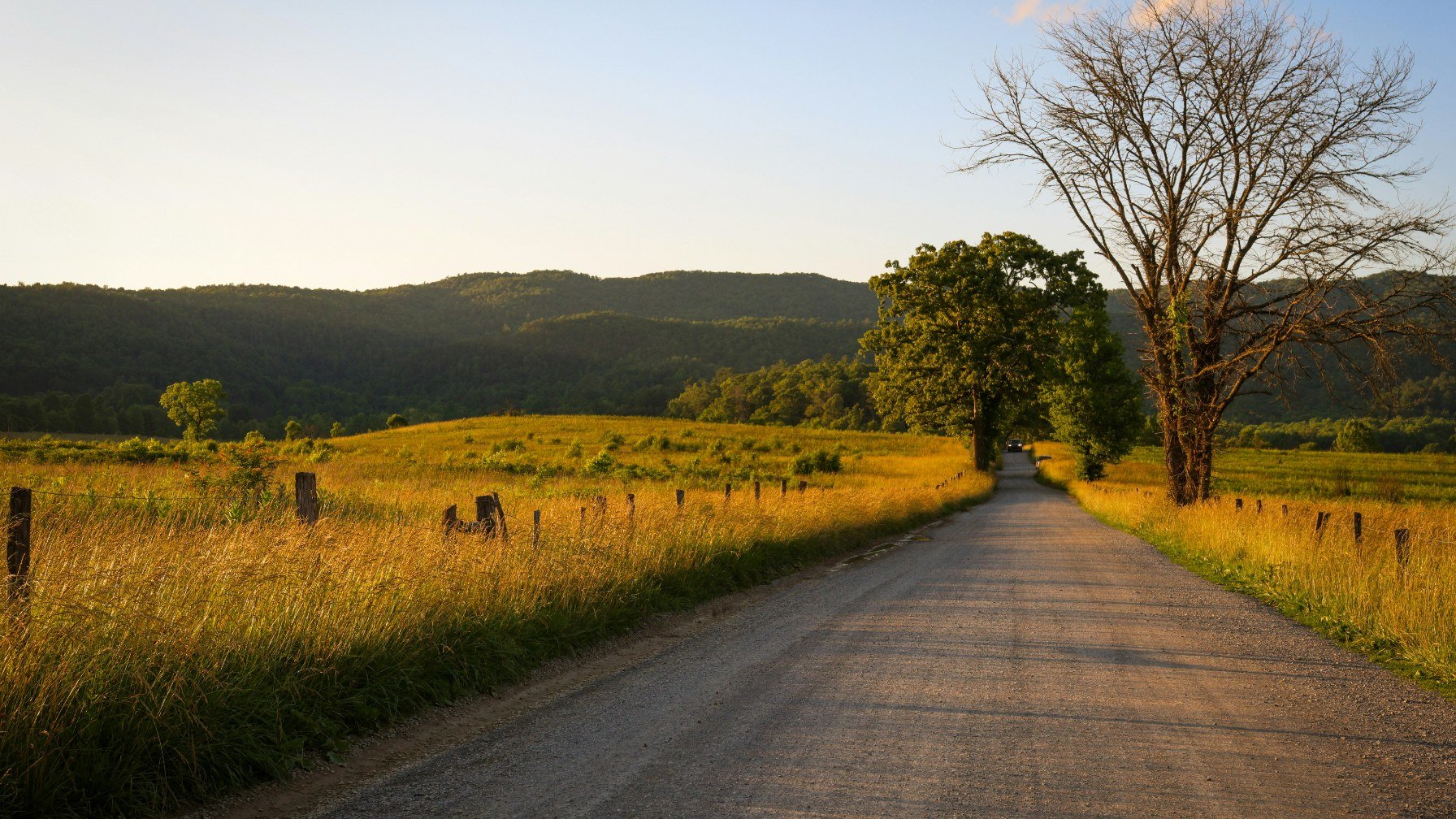 A country road curving through a golden meadow with mountains behind in soft light