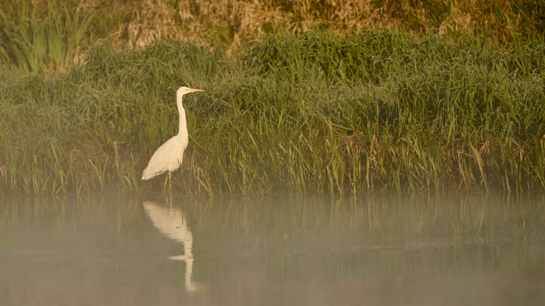 A white egret standing in shallow water among golden marsh reeds at sunrise