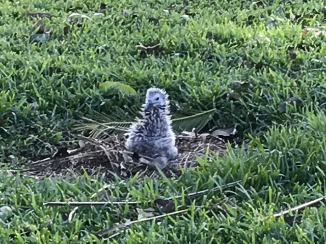Introducing Pela – A Laysan Albatross on Kauai – Hawaii