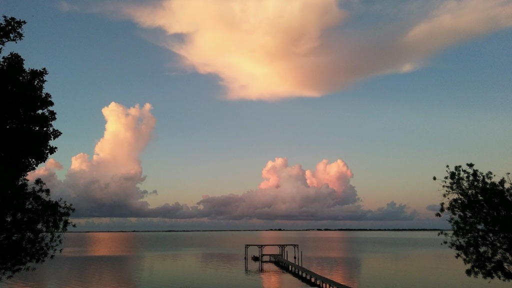 Our Property Becomes a Refuge for Sandpipers Impacted by Red Tide