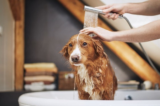 Local Riverview Pet Grooming