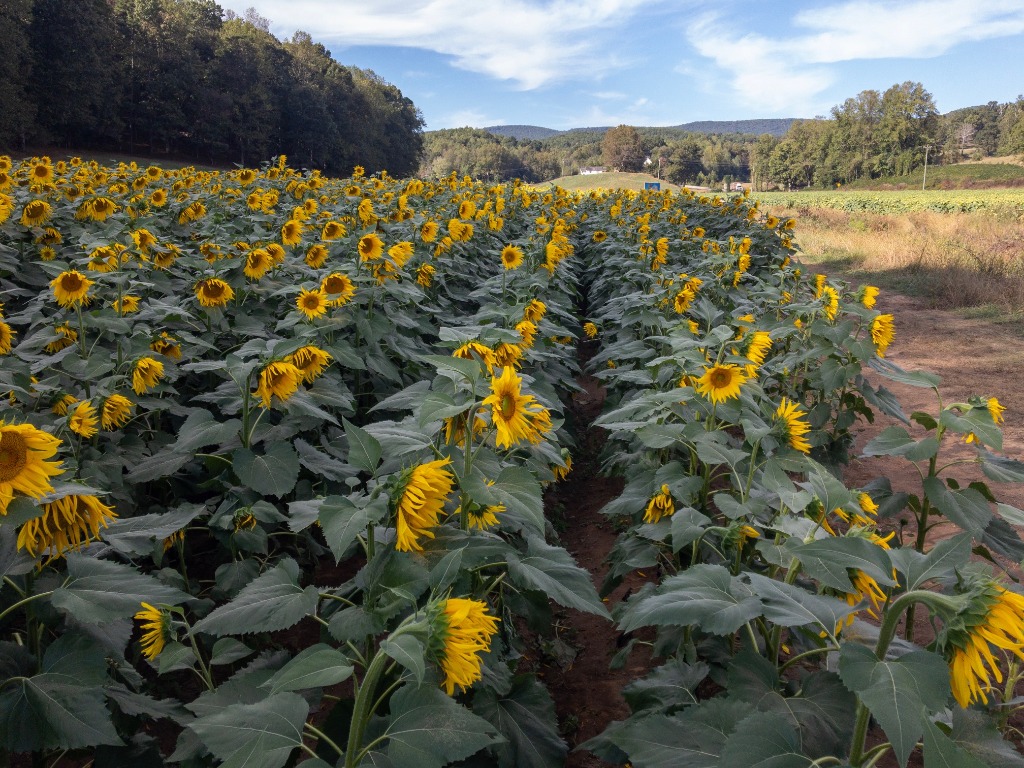 Fausett Farms Sunflowers