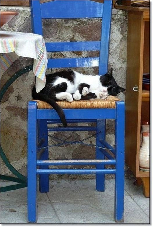 Cats on Skiathos Island