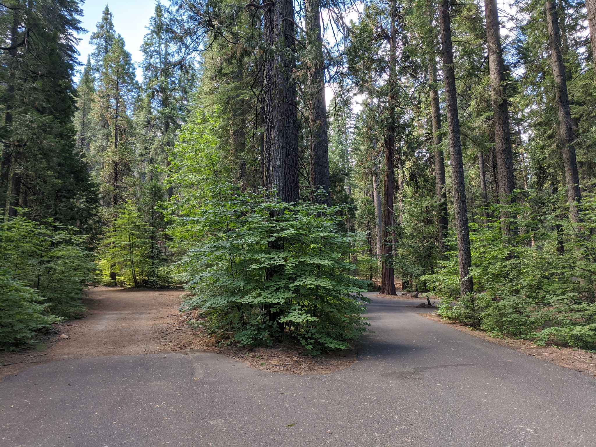 Few visitors know that Calaveras Big Trees State Park can be accessed from Upper Moran Road in the Blue Lake Springs neighborhood of Arnold,