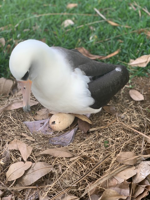 Introducing Pela – A Laysan Albatross on Kauai – Hawaii