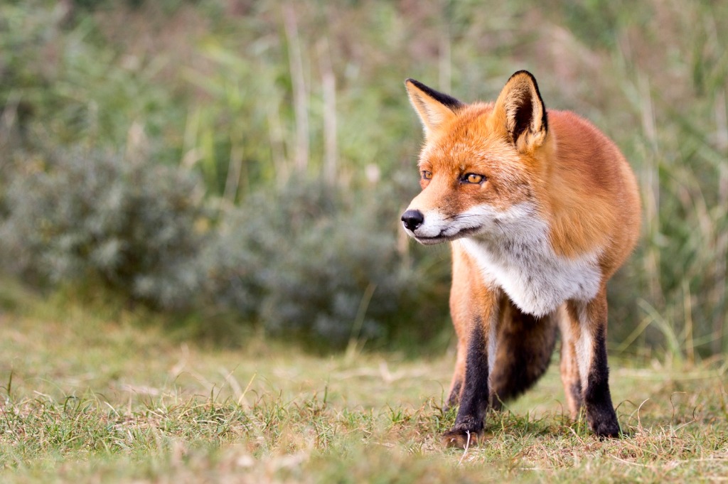 Waccamaw National Wildlife Refuge