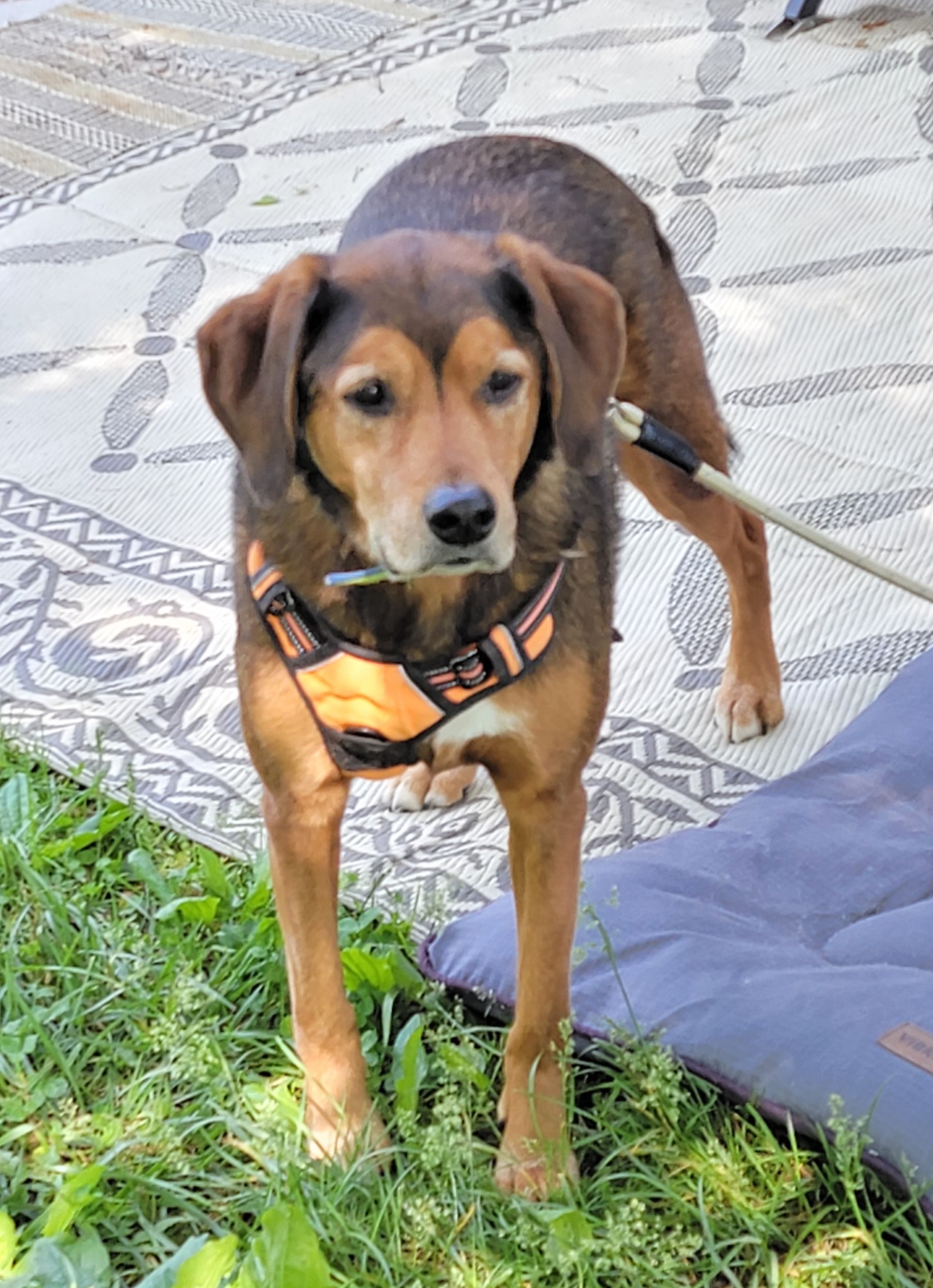 Dogs Welcome Here - But Read This First!